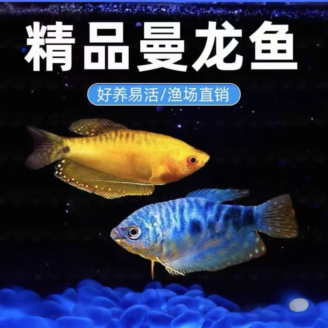 黄曼龙蓝曼龙观赏鱼淡水好养耐活新手快乐鱼无需打氧无需过滤