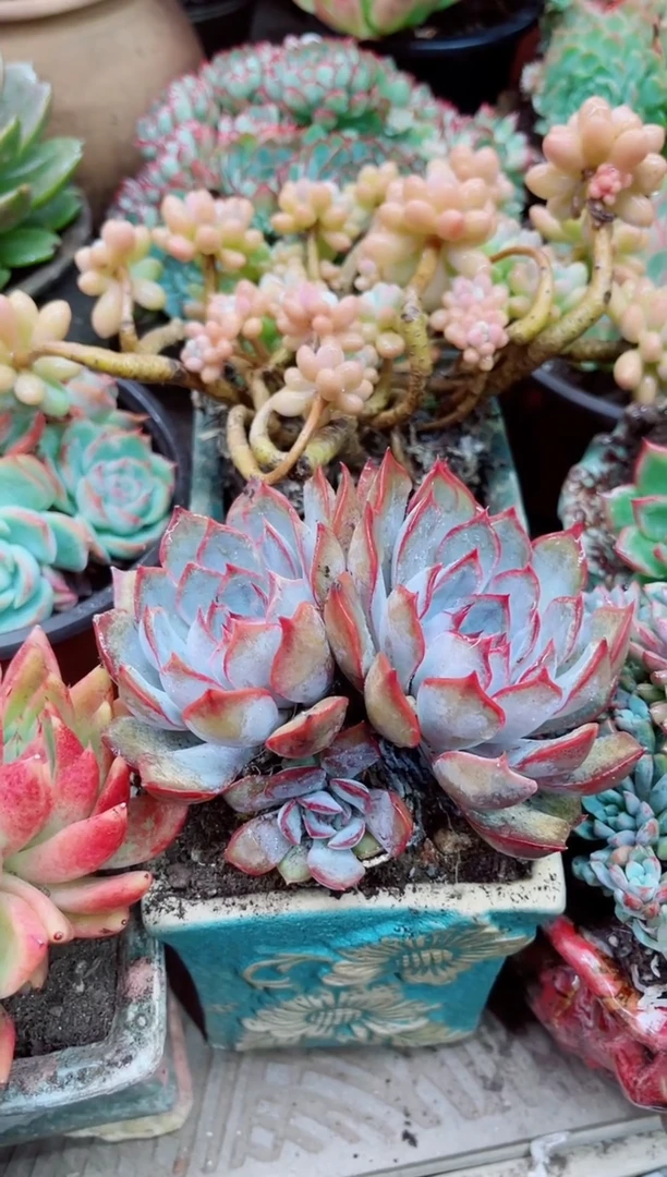 乄**?11030多肉植物一物一拍