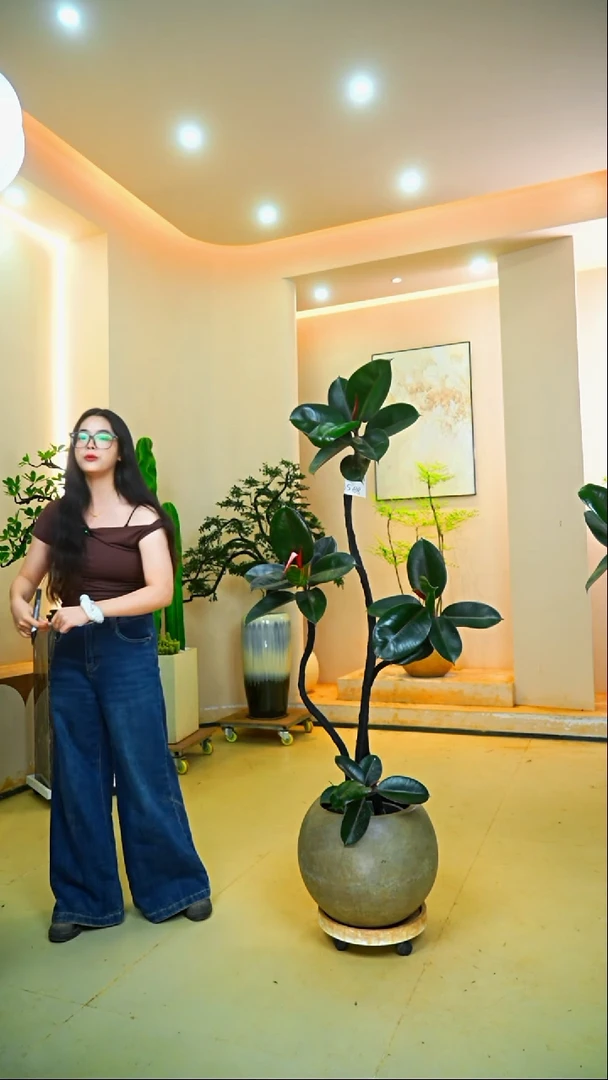 不开花植物无****罐黑金刚橡皮树