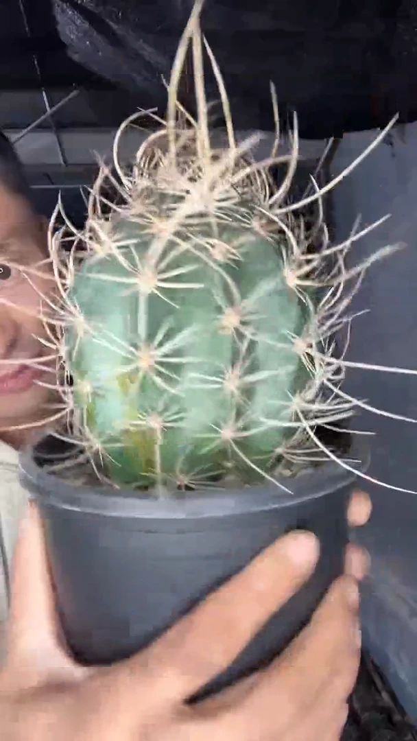 自根林氏幻虾69.99