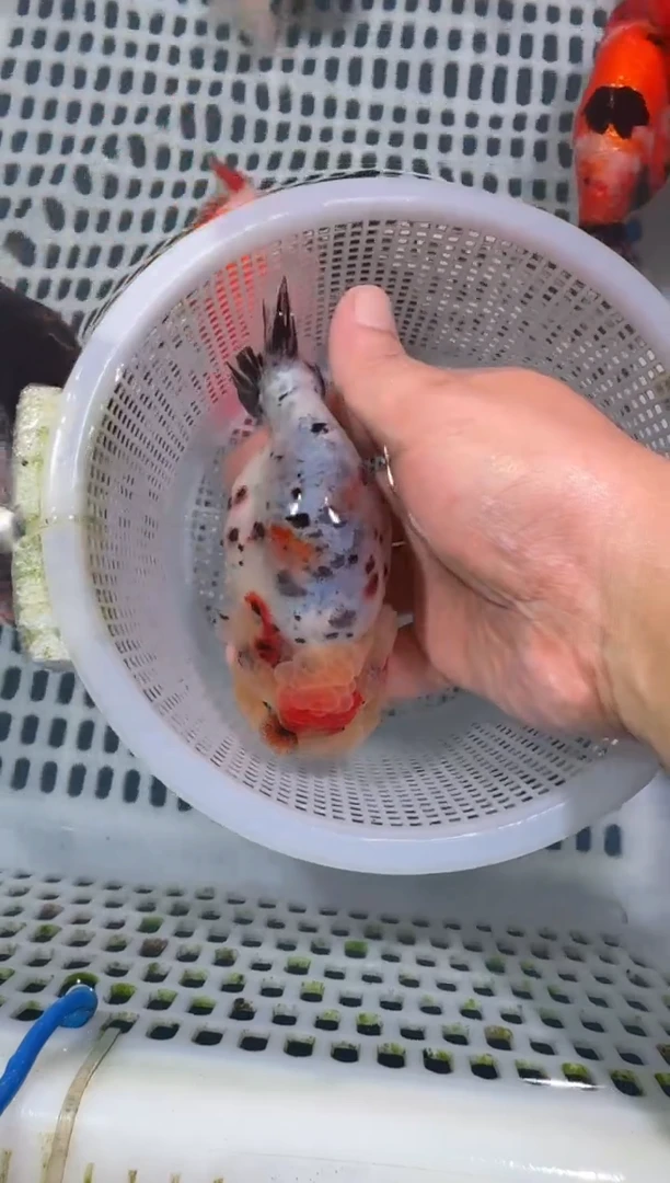 狮头鱼我****睡兰寿一只