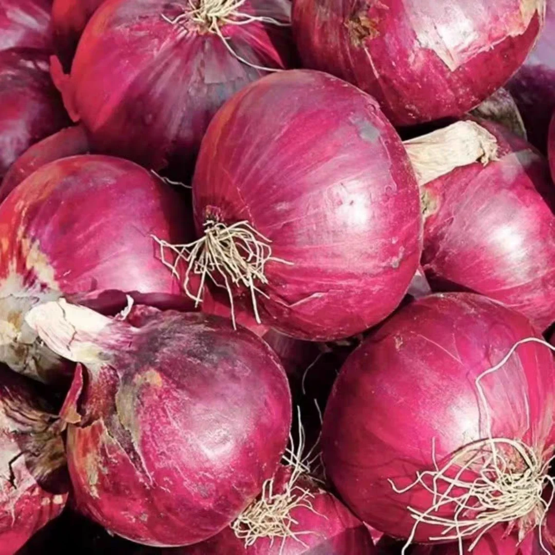 2025山东莱芜农家自种紫皮圆葱精品果半斤以上净重五斤包邮到家