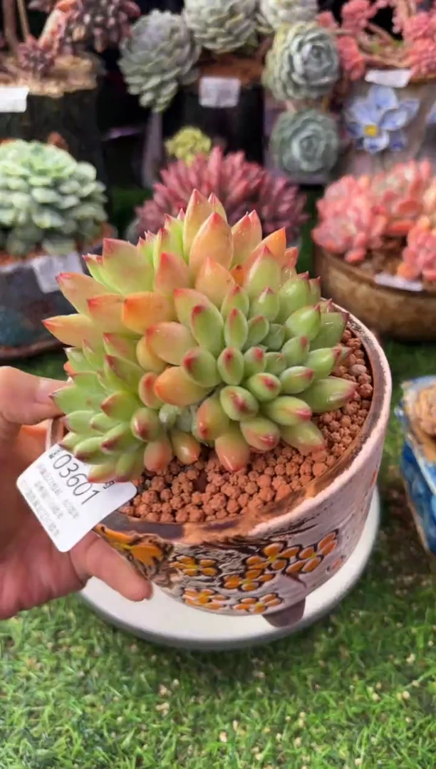 昆明印象多肉03601