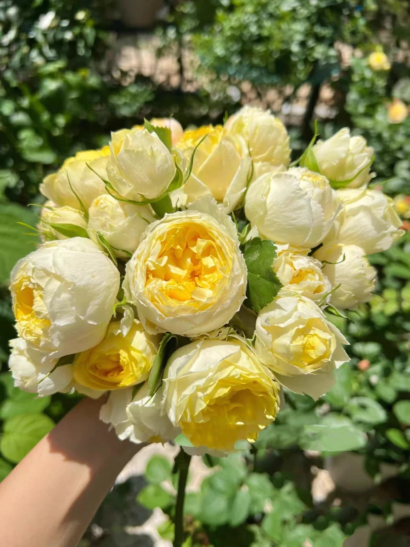 金丝鹊 大花微月开花机器多季节重复开花