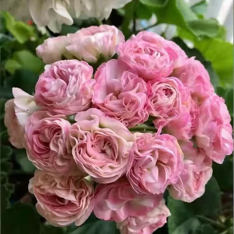 惠惠的花园直立天竺葵 安娜珍妮特 多季开花阳台庭院花卉盆栽植物