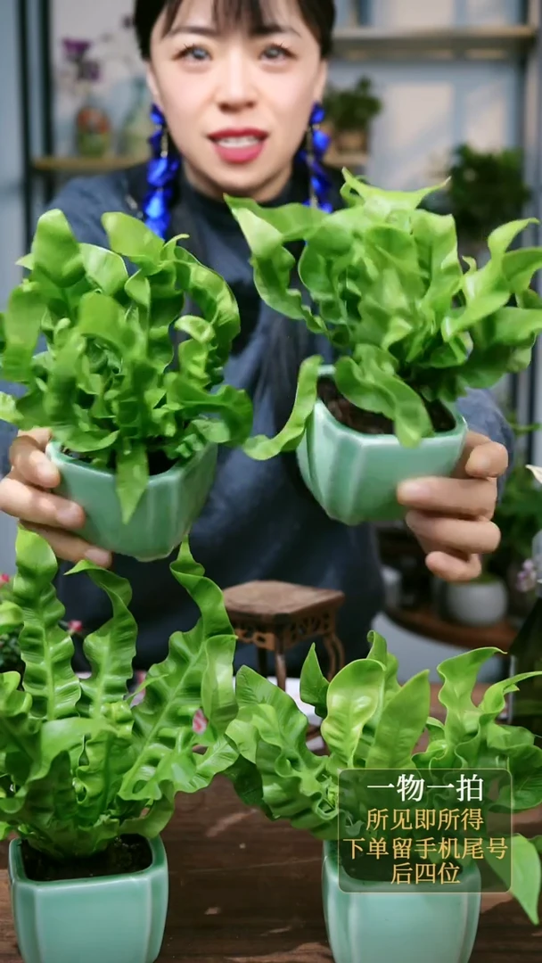 【闪购商品】146--鸟巢蕨方盆7个