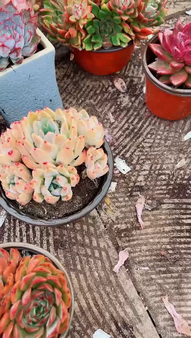 兔*?多肉植物一物一拍09047