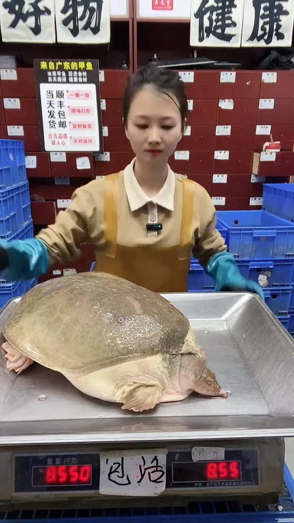 中国大陆8.5斤一只