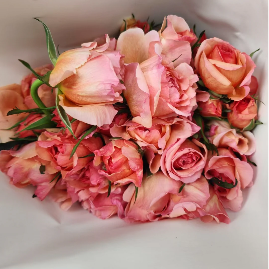 【测试日玫多头】多头玫瑰家用鲜花/花束  云南鲜花基地直发