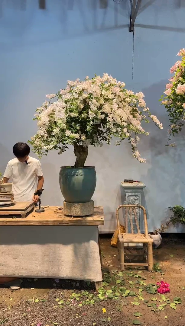 全部花朵我****！三角梅25
