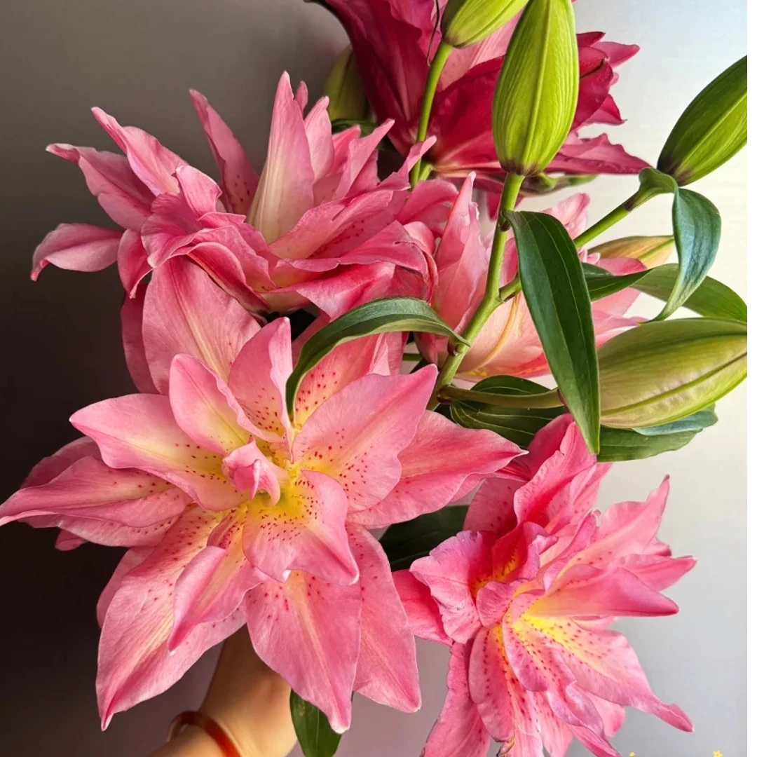 上海种业振东【种业宝莲灯】重瓣百合鲜切花云南基地直发顺丰