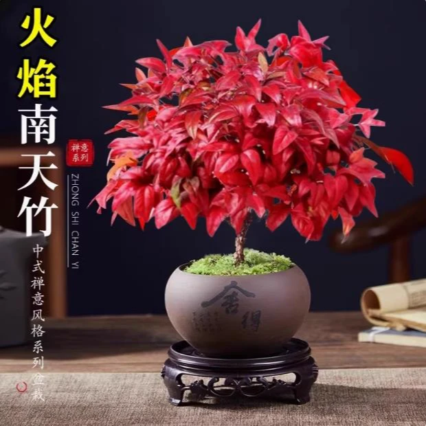 火焰南天竹盆栽秋色南天竺花苗红叶红宝石花园耐寒植物栽植秋冬