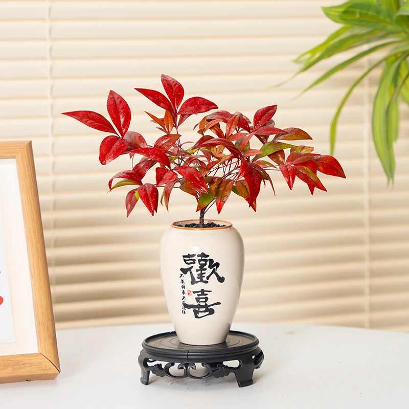 火焰南天竹盆栽红叶绿植中式禅意四季观叶桌面花卉好养耐寒植物
