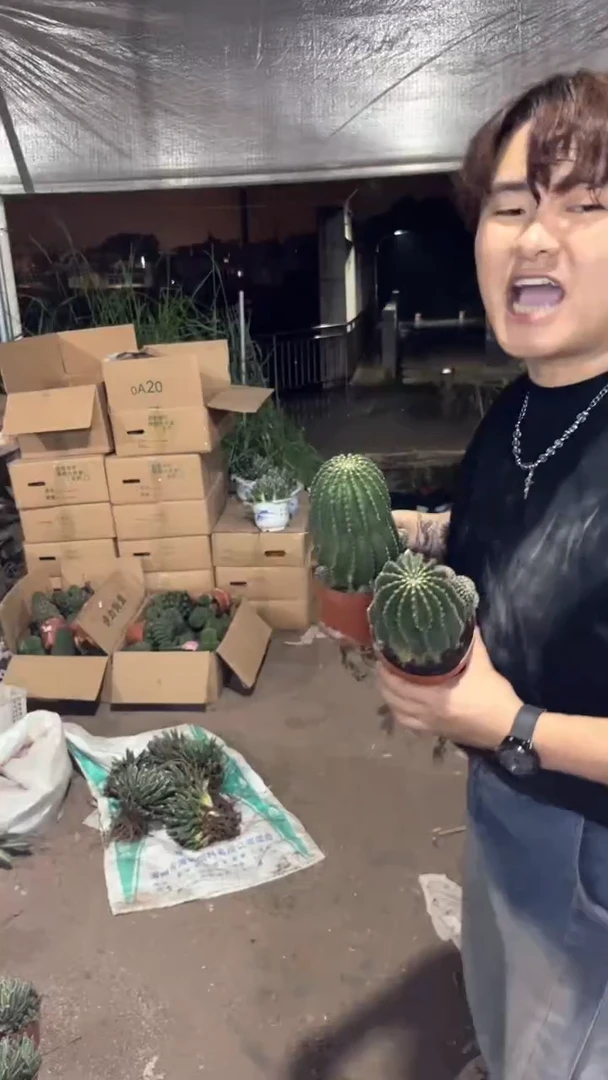 2颗 实生根  黑金刚 高8-12cm