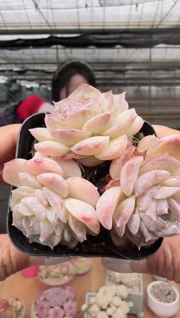 东云多肉园新款-129