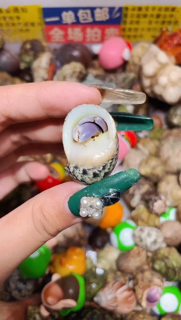 陌派甄选寄居蟹3597