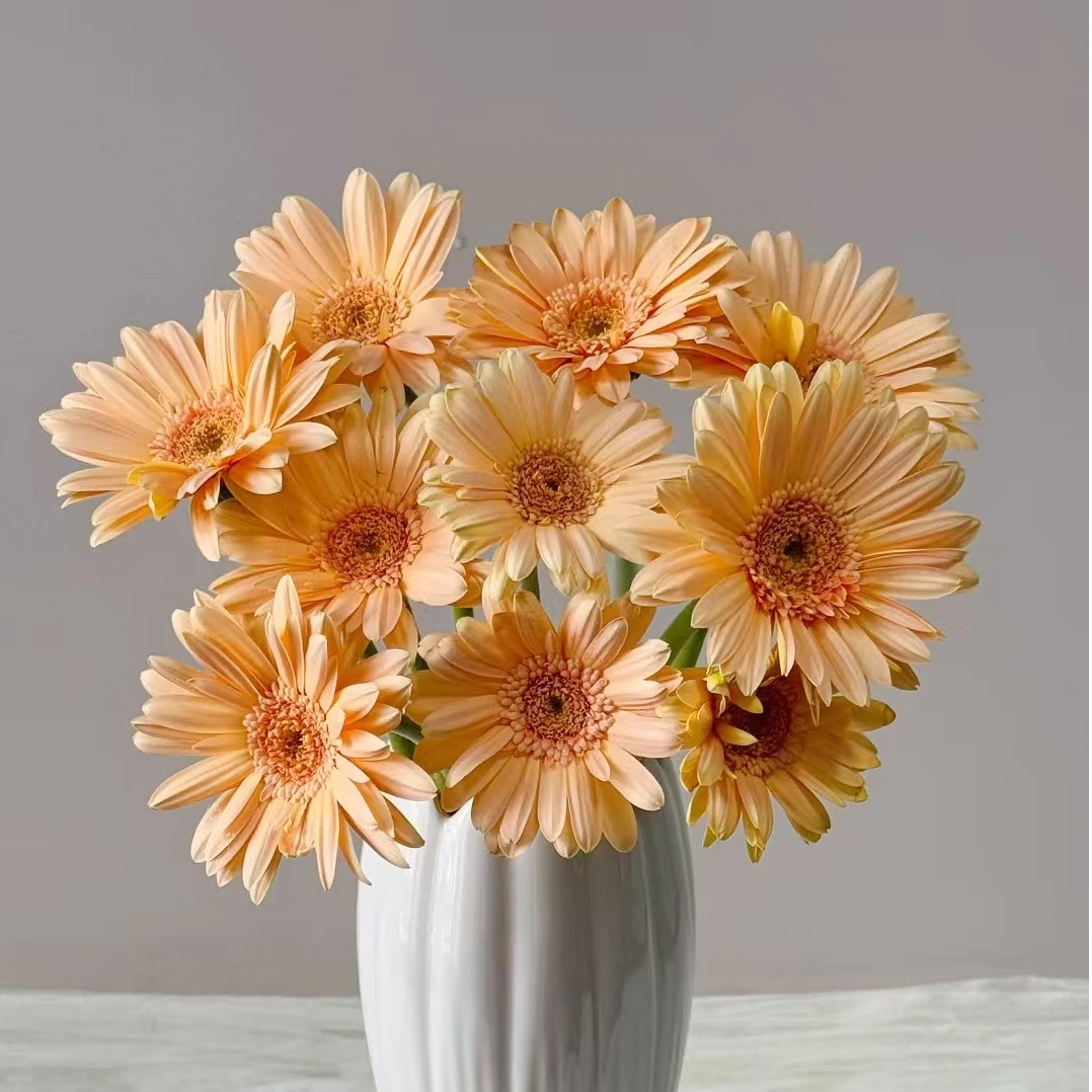 迷你非洲菊弗朗花 珍爱华沙圣托里尼福娃悉尼芭比巴黎史努比鲜花