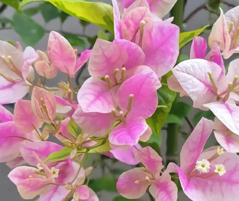 广红樱扦插小袋苗勤花指数5颗星