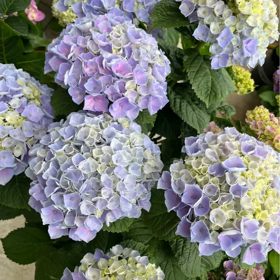 水晶3加仑紫色 [卷叶为该品种特性](东)带花苞发货绣球花卉盆栽
