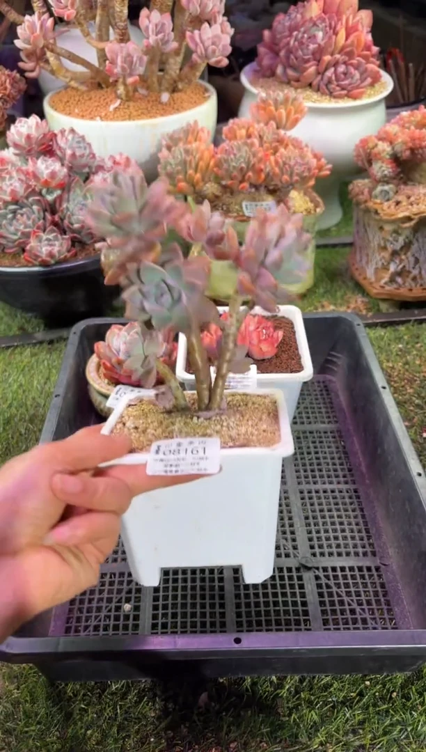 【闪购商品】08161