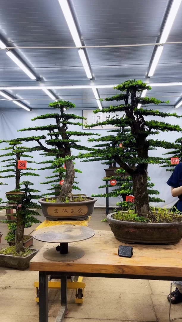 无花朵一物一拍，所见即所得