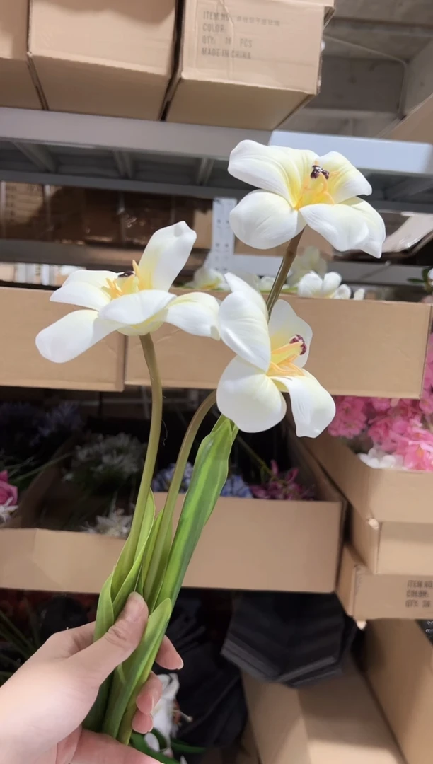 3枝白色布朗尼郁金香