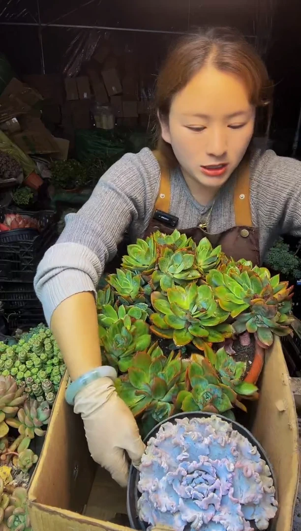 93号一物一拍默认微瑕不售后