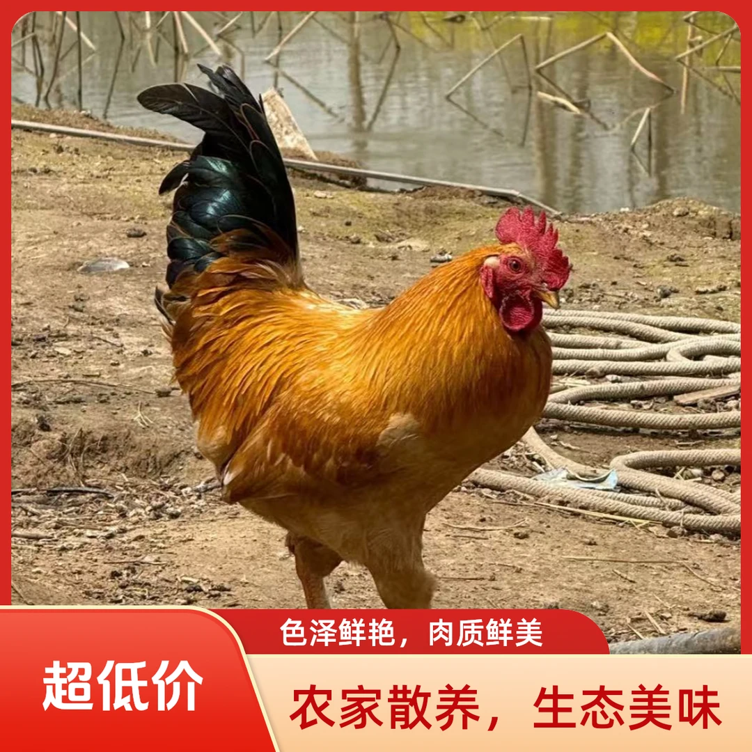 江苏农家散养土公鸡