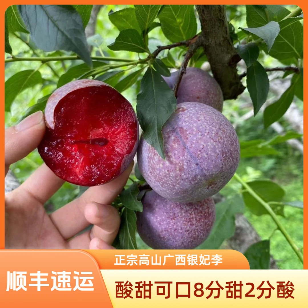 T【顺丰速运】正宗高山广西红心银妃三华李新鲜现摘酸脆李子酸甜