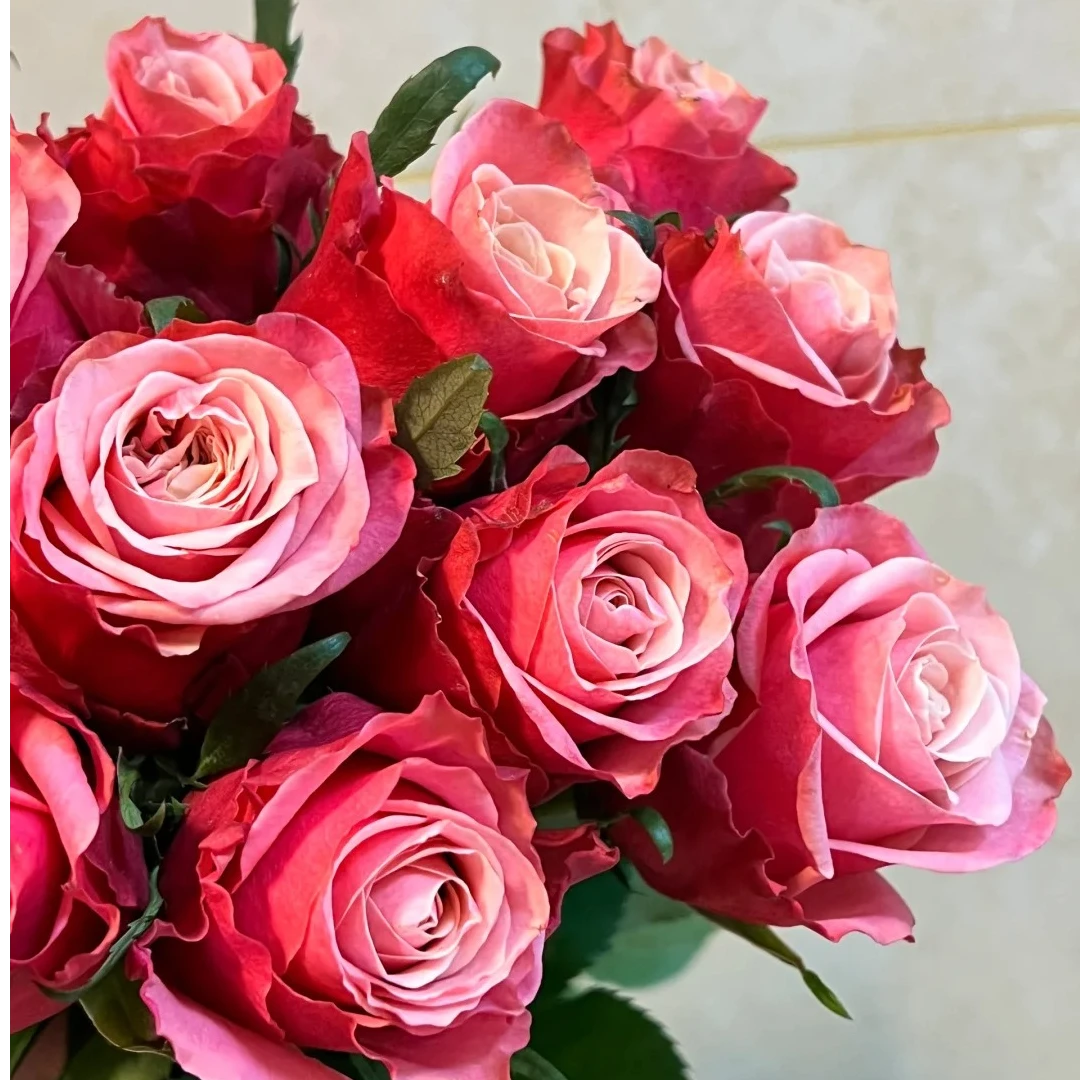 【花千花谷】【闺蜜】玫瑰  云南鲜花基地包邮