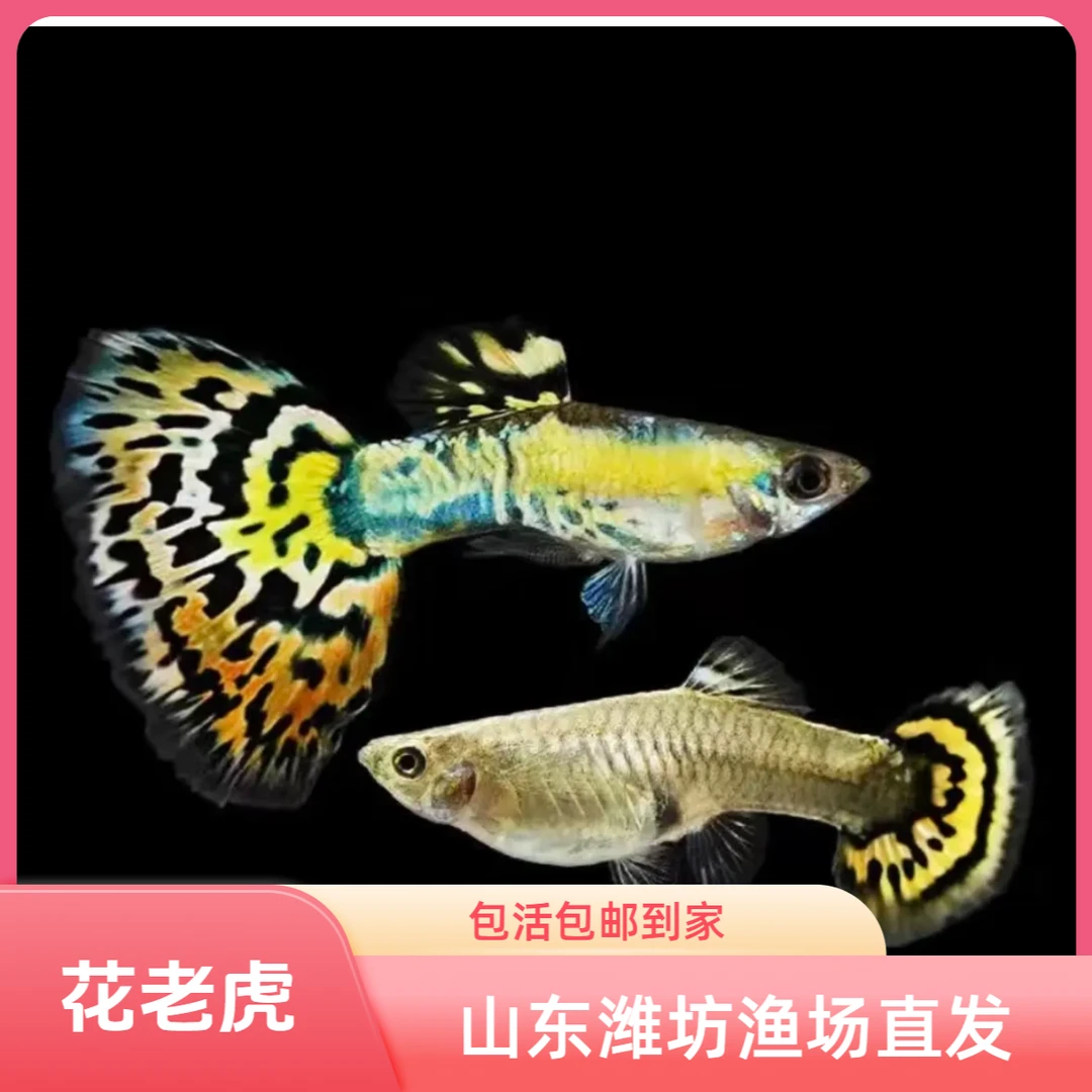 花老虎热带孔雀鱼小型淡水金鱼观赏鱼孔雀鱼观赏鱼凤尾鱼