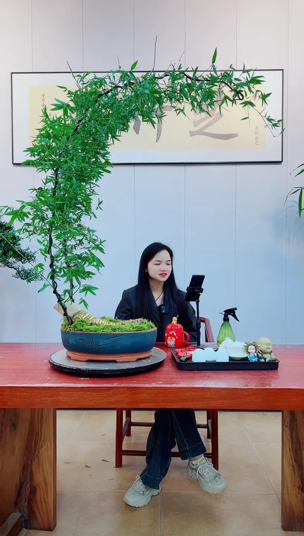 【闪购商品】绿植簕竹盆景