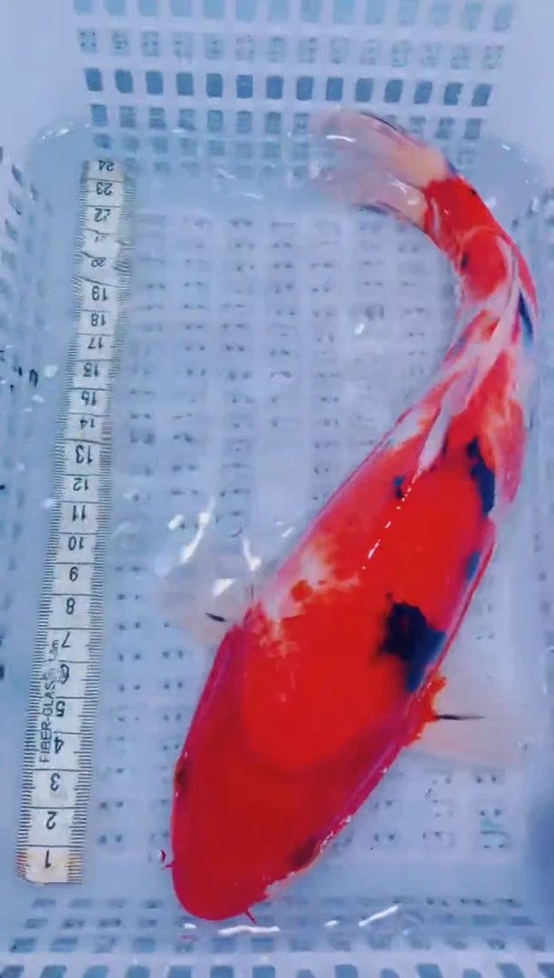 锦鲤血统锦鲤全场包邮49