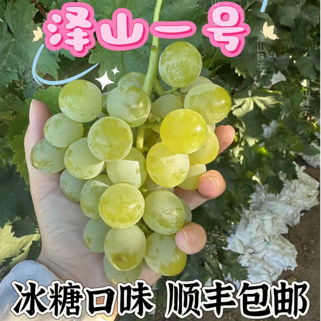 白玫瑰香葡萄泽山一号葡萄水果青岛特产