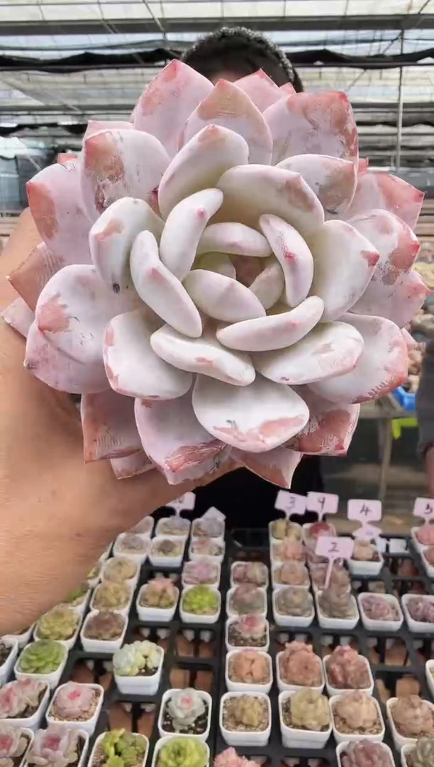 东云多肉园新款-264（脱土发）