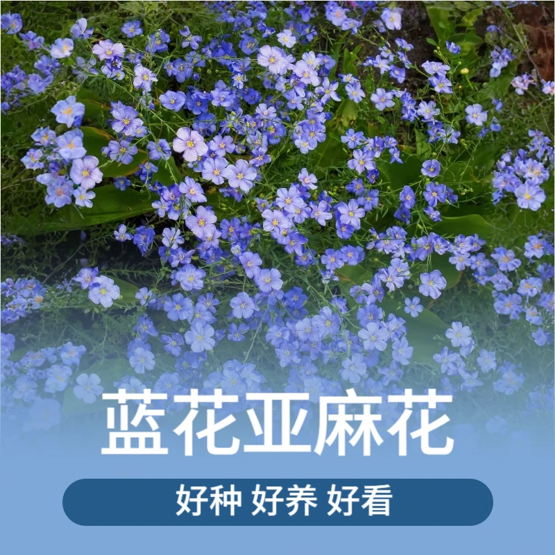 蓝花亚麻花种子室内外盆栽庭院花坛四季播易活多年生蓝紫花卉种孑