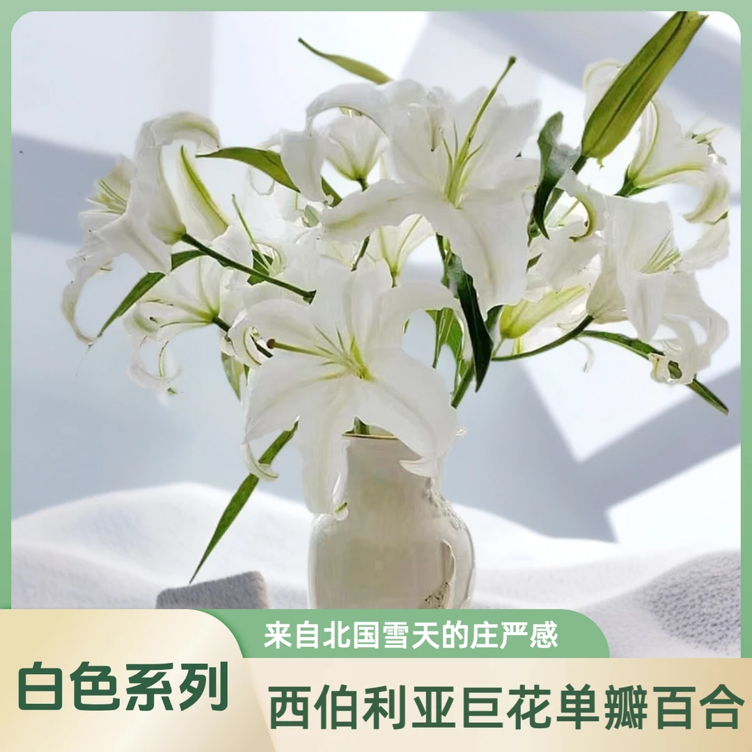【AAA级西伯利亚单瓣百合】纯白绽放带您领略北国冰雪般洁净与庄严