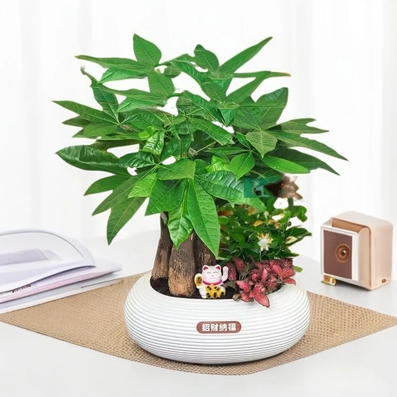 【发财树组合盆栽】绿植九里香（30~40CM）办公桌面盆栽好养常青珊