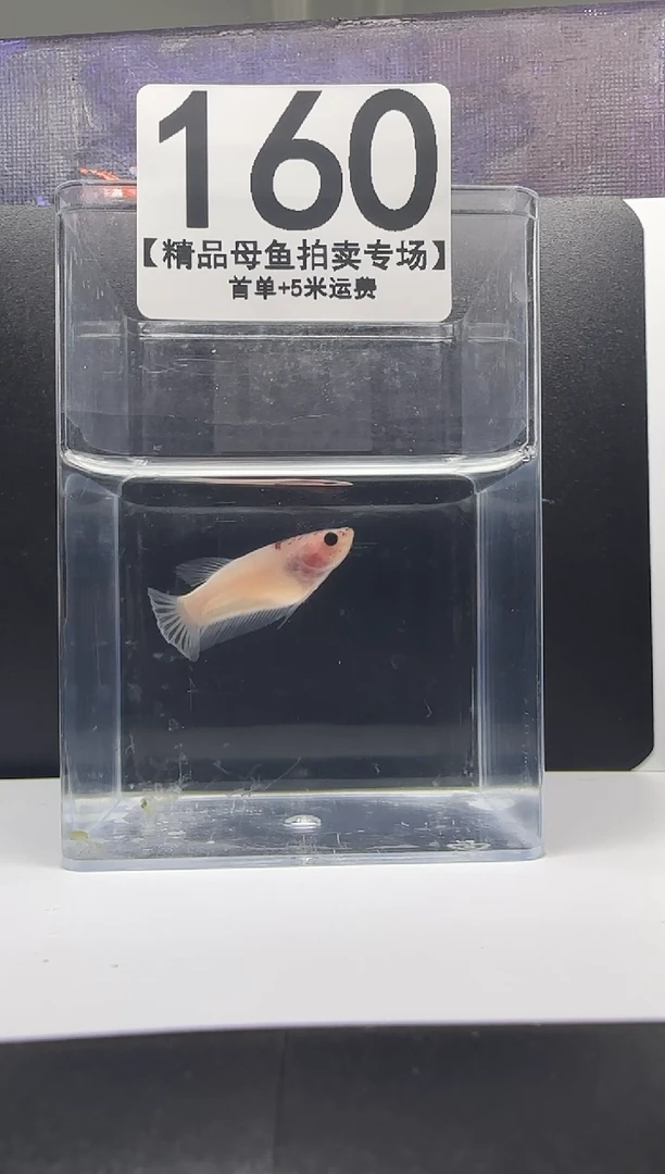 斗鱼母鱼编号：160