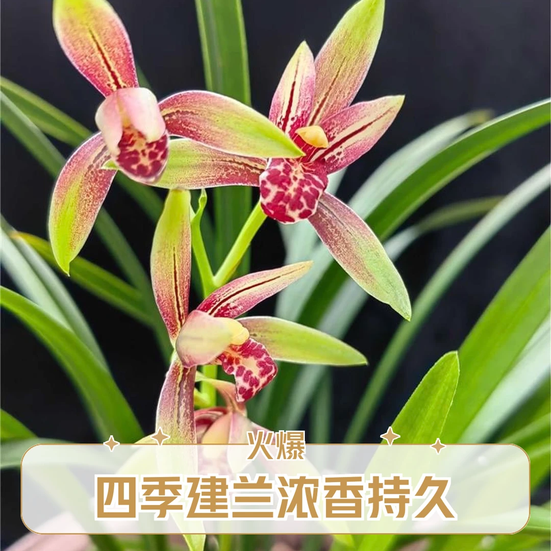 带花苞建兰小国魂开花浓香苗室内蝴蝶兰盆栽花卉兰草花苗兰花盆栽