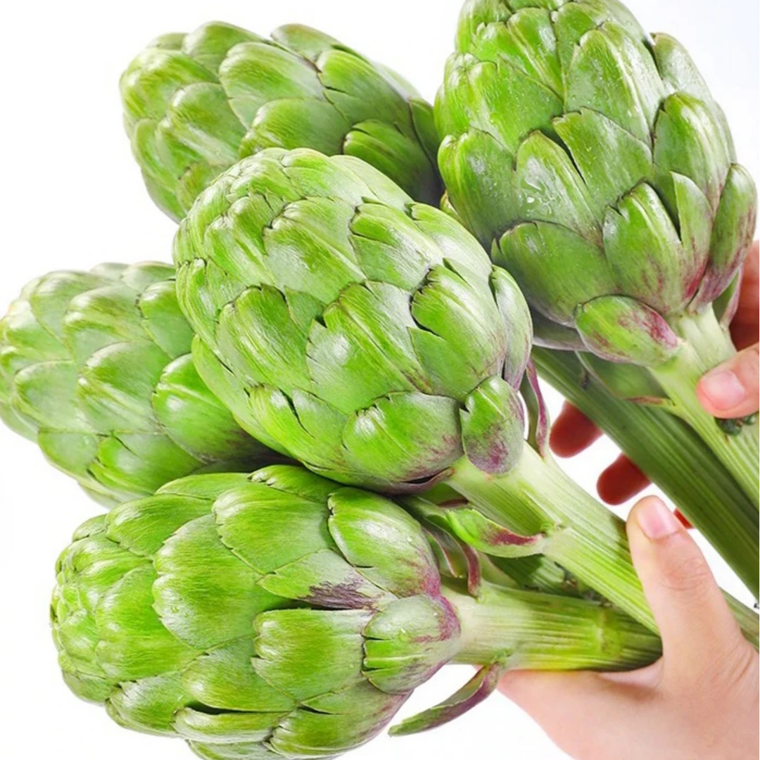 【现摘现发】云南露天种植洋蓟朝鲜蓟营养蔬菜新鲜采摘