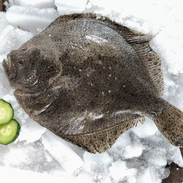 【多宝鱼】多宝鱼新鲜海鱼扁鱼海鲜水产肉质鲜美