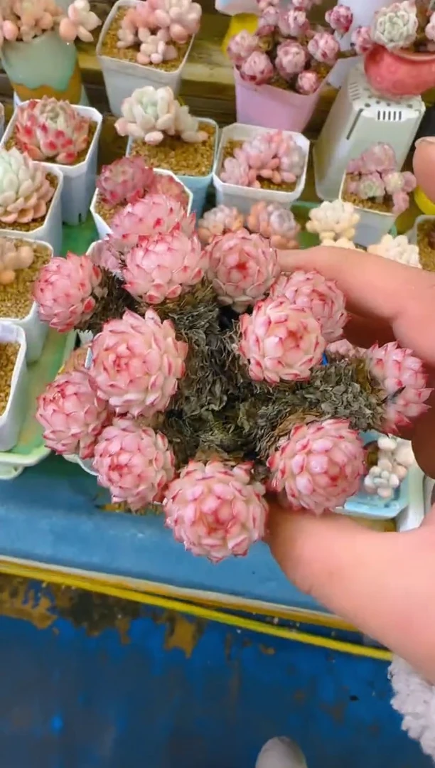 【闪购商品】春—086—仙农（红二条）