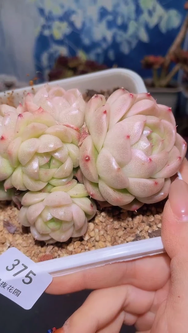 【闪购商品】375白晶体群生