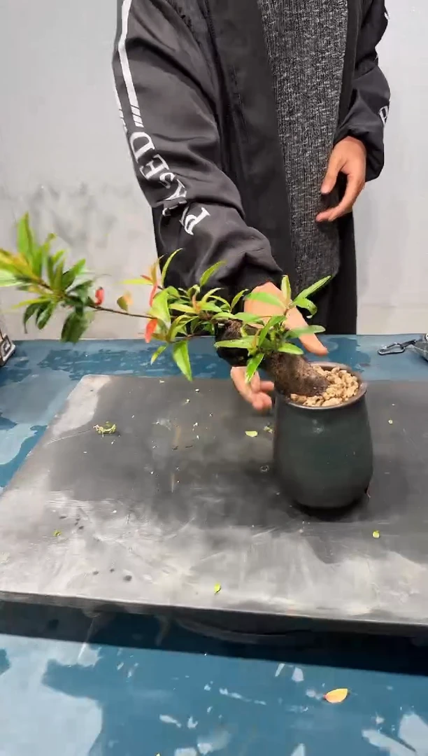 无花朵海岛春花海岛春花