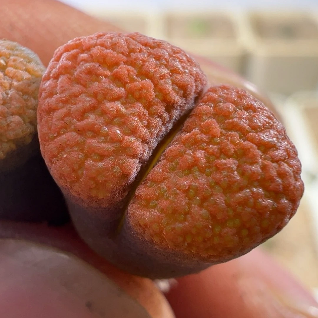 【柏实花园】暮焰橙蛋糕单头多肉植物阳台办公室懒人园艺基地直发