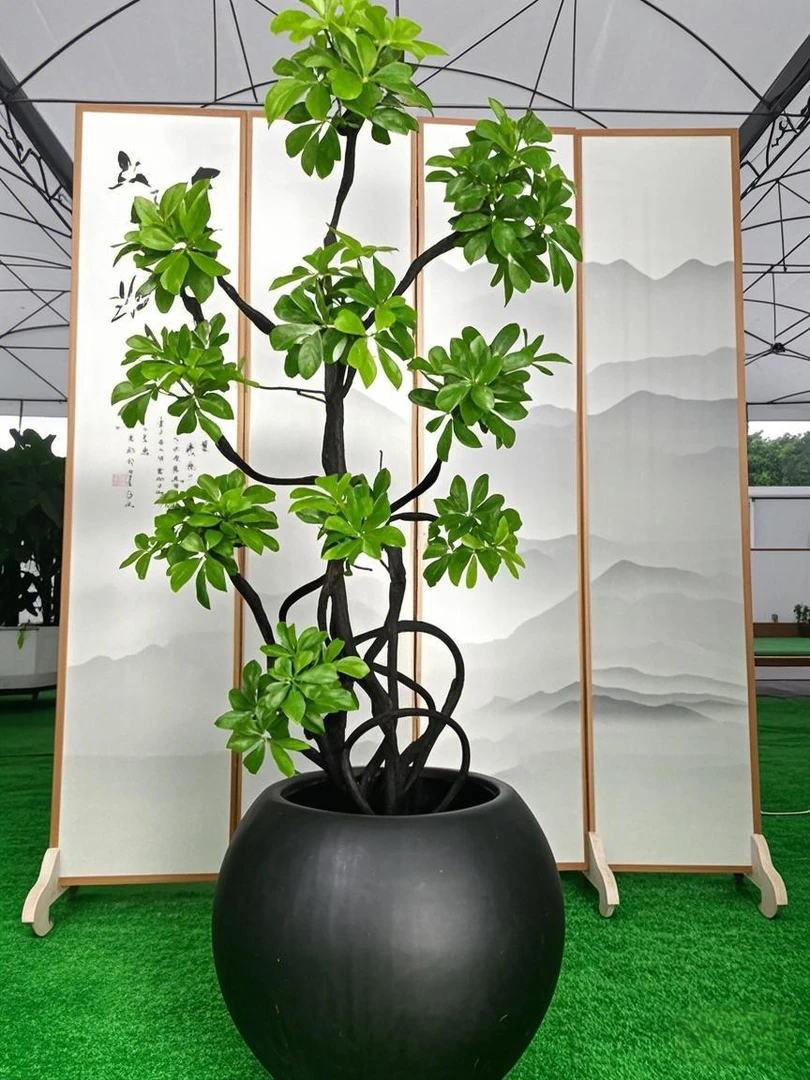 【一物一拍-鸭脚木】网红ins风，叶片如鸭掌舒展，清新绿意一键拉满！