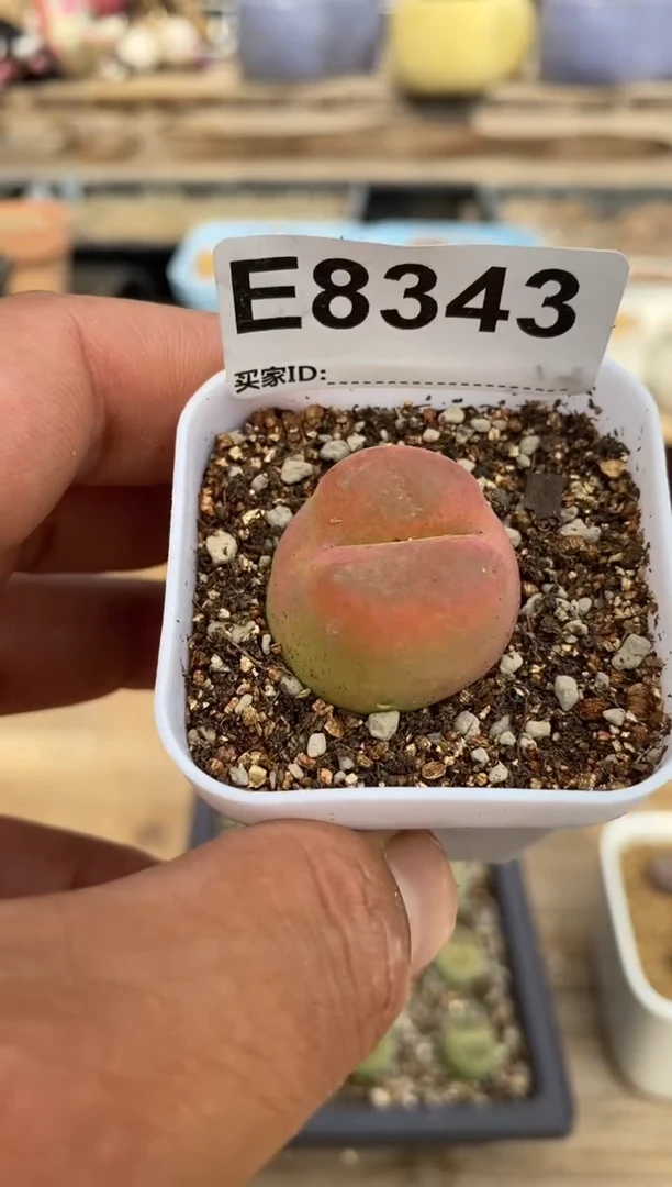 8343开播福利一物一拍