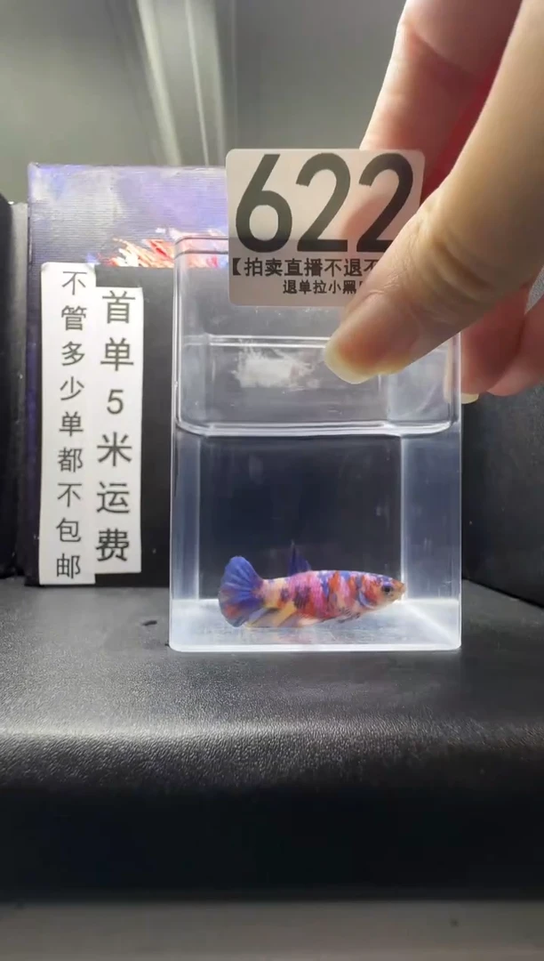 斗鱼母鱼编号：622
