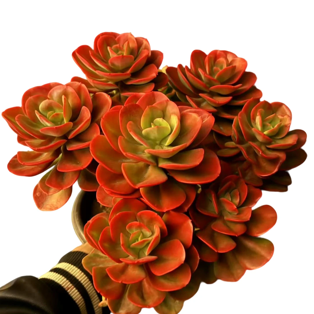 精品多肉精品老桩红梅